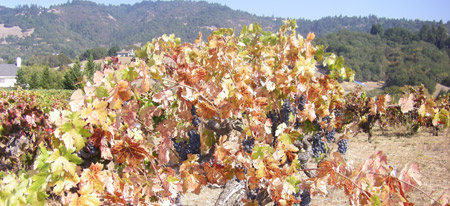 Vineyard sold: Russian River Ranch Property - Russian River