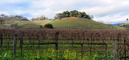 Edgar Vineyards, Cloverdale Marketing Packet