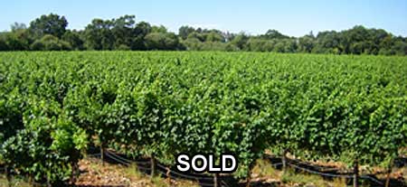 Vineyard for sale: Russian River Valley Vineyard Property - Russian River AVA