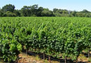 Sonoma County Russian River Valley Vineyard for Sale