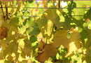 Sonoma County Winery, Vineyard & Estate Home For Sale