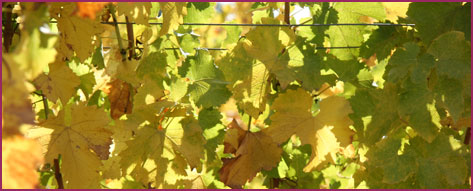 Sonoma County Winery for sale